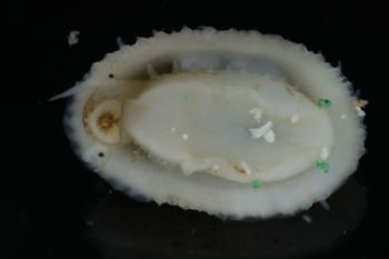 Media type: image;   Malacology 393853 Description: live specimen;